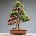 Estas 9 plantas podem atrair azar para dentro de casa e você não sabia