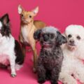 Saiba quais são as 11 menores raças de cachorro do mundo