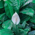 13 Plantas Poderosas para Limpar Energias e Purificar o Ambiente