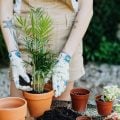 15 plantas que amam sombra e são ótimas para criar dentro de casa