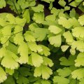 13 plantas que trazem proteção espiritual e sorte para dentro de casa