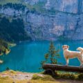 Animais de estimação precisam ter estes documentos para viajar