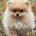 As 10 raças de cachorro mais dóceis e fofas do mundo
