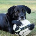 Confira 7 sinais de que seu cachorro te ama muito