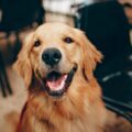 Como saber se meu cachorro é feliz? Descubra 5 sinais claros