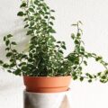 Amam sombra: confira 19 plantas ótimas para ter em apartamento