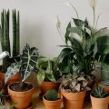 Quer um ar mais puro? Sempre tenha ESTA planta em casa