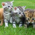 Português descomplicado: você sabe qual é o coletivo de gatos?