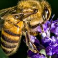 Estas 5 funções das abelhas provam que elas são essenciais para a humanidade