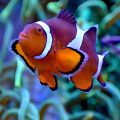 Peixes-palhaço podem ser capazes de contar, sugere novo estudo