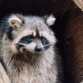 7 animais que parecem vir da ficção, mas realmente existem