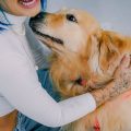 Estudo mostra 5 aromas que os cachorros adoram sentir no dia a dia