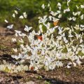 Coletivo de borboleta existe e tem nome incomum; veja qual é