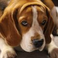 Eis o significado de 7 expressões faciais de cachorros, conforme a Ciência