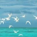 Afinal, onde os pássaros descansam quando voam sobre o oceano?