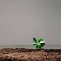 O que veio primeiro: planta ou semente? Ciência tem a resposta