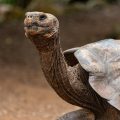 Longevidade: qual é o animal que vive durante mais tempo?