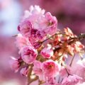 “Florzinhas” ou “Florezinhas”: qual é a forma correta de escrever?