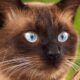As raças de gatos que vivem durante mais tempo, segundo estudo