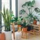 Amam sombra: 9 plantas perfeitas para cultivar dentro de casa