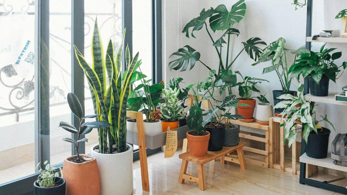 Plantas que amam sombra, Plantas de interiores, Plantas