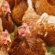 Qual é o coletivo de galinha? No dicionário, existem 3 opções possíveis