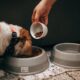 Afinal, qual é a melhor hora para dar comida ao seu cachorro?