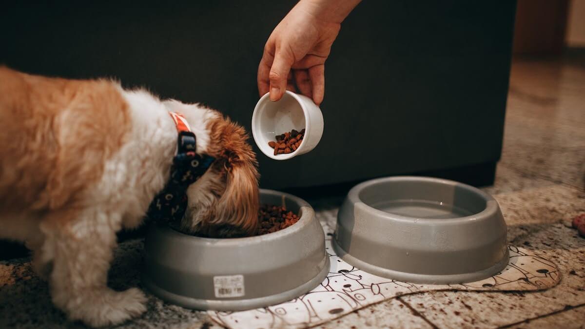 Qual o horário certo para dar comida aos cachorros, quais os melhores horários para cachorro comer, quantas vezes por dia é ideal o cachorro comer, que horas deve ser a última refeição do cachorro.