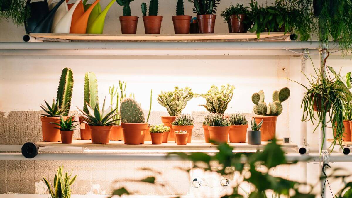 7 plantas pequenas e charmosas que cabem em qualquer ambiente 7 plantas pequenas e charmosas que cabem em qualquer ambiente